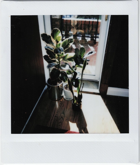 Photo of plants in a doorway