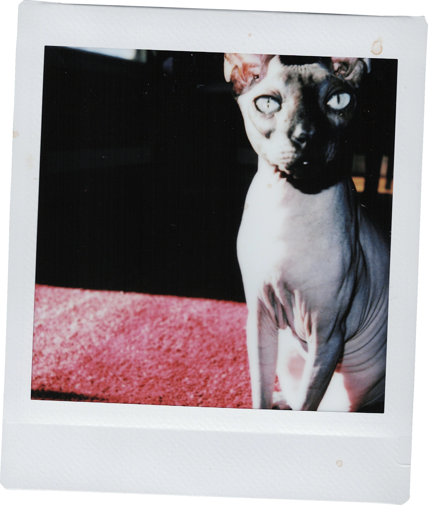 Photo of a hairless cat in sunlight