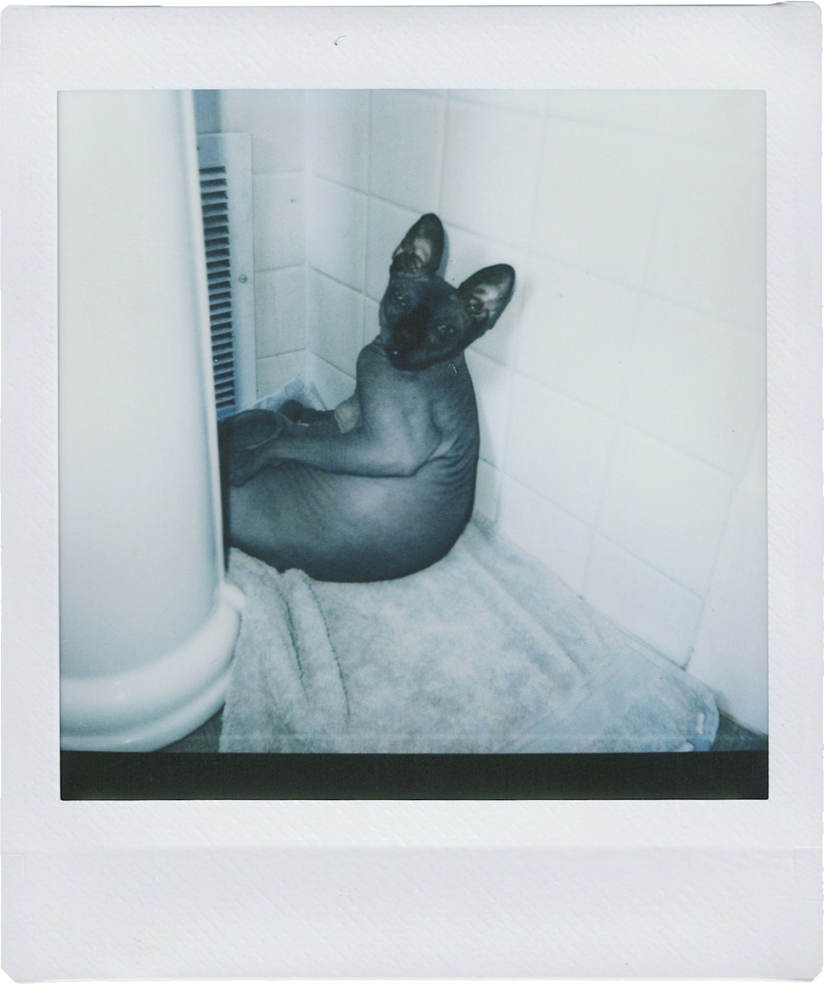 Photo of a hairless cat under a bathroom sink