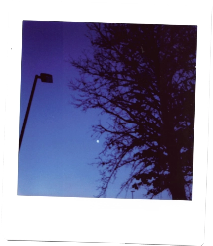 Photo of the moon through the branches of a tree.