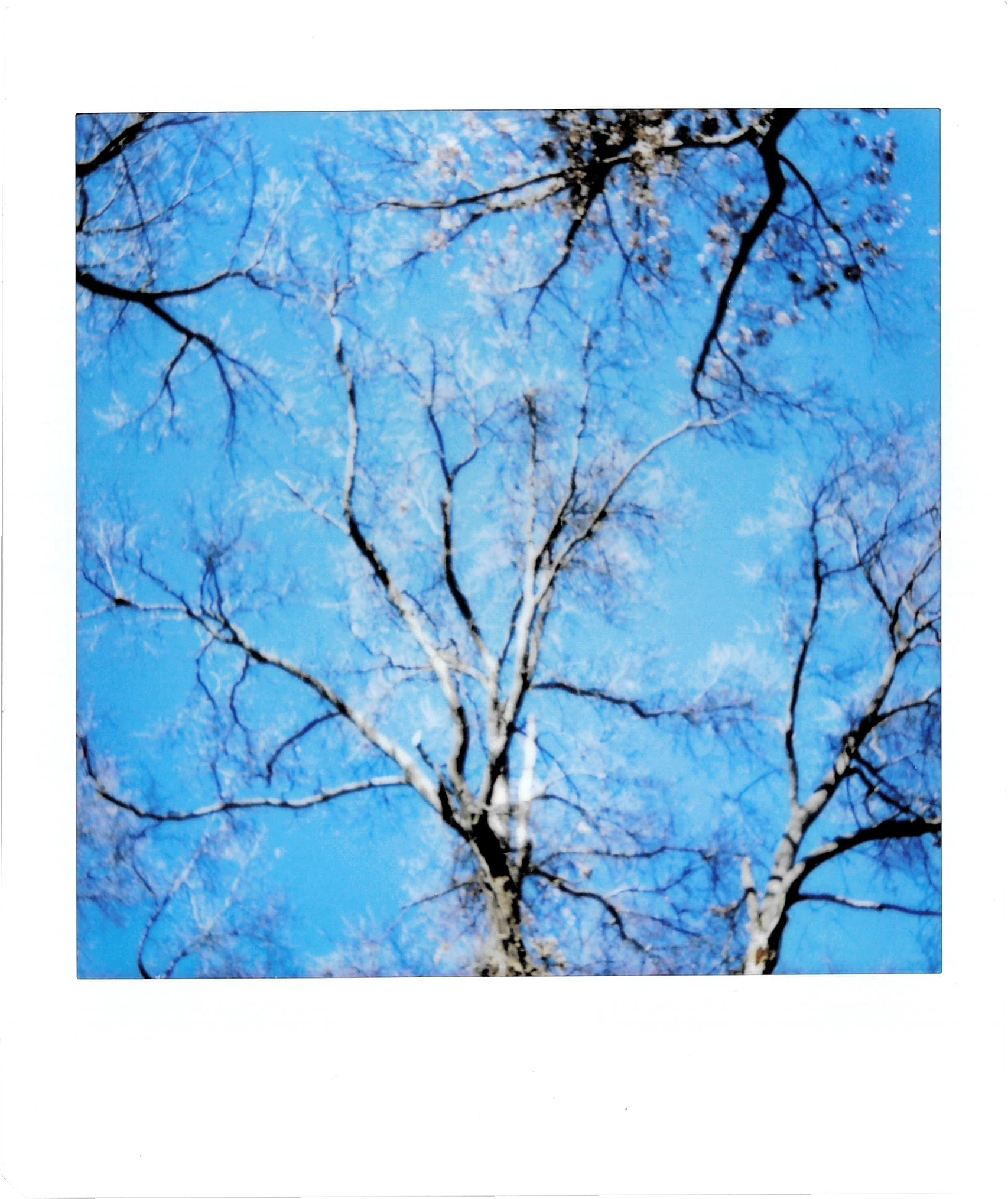 Photo of trees in front of a blue sky