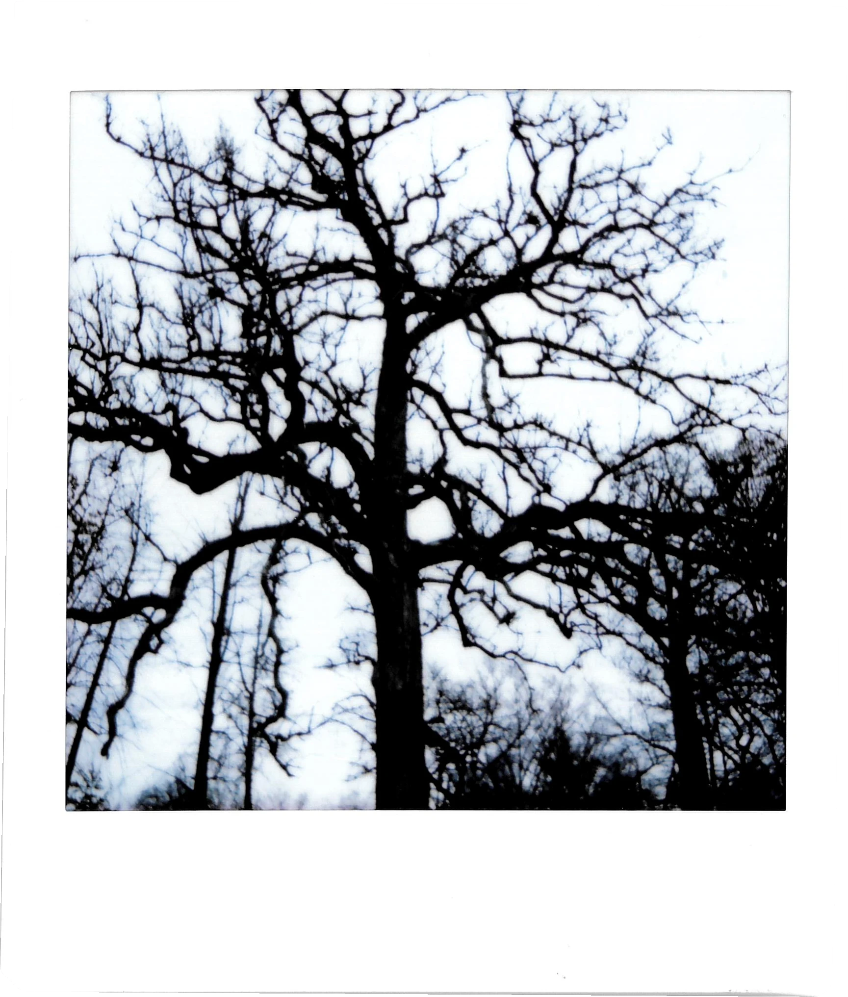 Photo of a black tree in front of a white sky